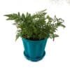 Buy Rabbit foot Fern, Davallia fejeensis Online At Nursery Nisarga