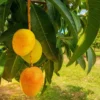 Buy Alphonso Mango, Hapus aam online - Nursery Nisarga