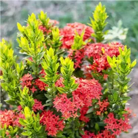 buy red mini ixora plant