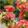 buy red mini ixora plant