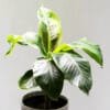 Buy Banana Plant-Dwarf /Musa (Banana Dwarf Cavendish) - Nursery Nisarga