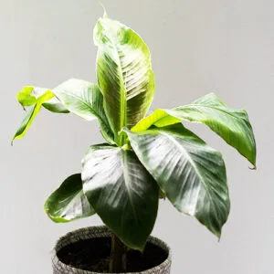 Buy Banana Plant-Dwarf /Musa (Banana Dwarf Cavendish) - Nursery Nisarga