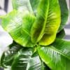 Buy Banana Plant-Dwarf /Musa (Banana Dwarf Cavendish) - Nursery Nisarga