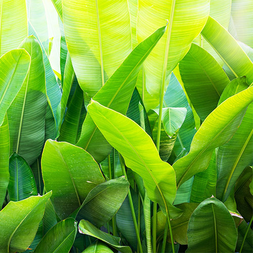 Buy Banana Plant-Dwarf /Musa (Banana Dwarf Cavendish) - Nursery Nisarga