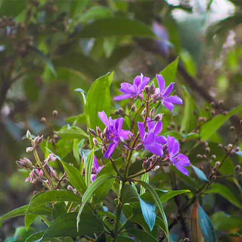 Begum bahar, Glory bush and purple glory tree nursery nisarga