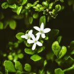 Buy Brahmi plant- Indian pennywort, herb of grace - Nursery Nisarga