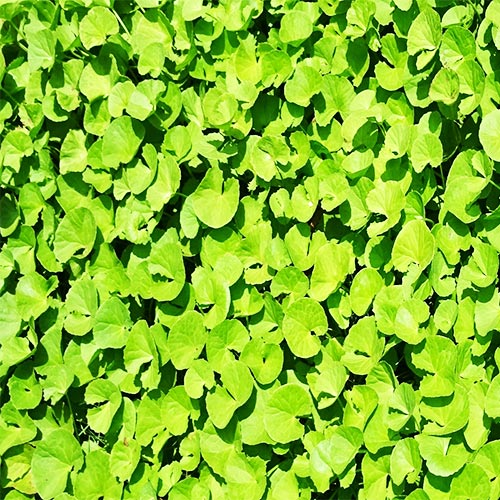 Buy Brahmi plant- Indian pennywort, herb of grace - Nursery Nisarga