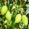 Buy Dasheri aam, Dasheri Mango plant - Nursery Nisarga