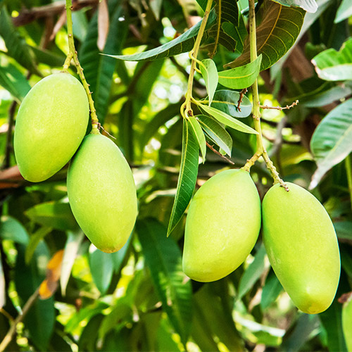 Buy Dasheri aam, Dasheri Mango plant - Nursery Nisarga
