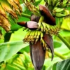 Buy Banana Plant-Dwarf /Musa (Banana Dwarf Cavendish) - Nursery Nisarga