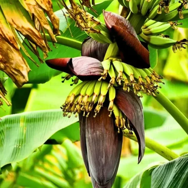 Buy Banana Plant-Dwarf /Musa (Banana Dwarf Cavendish) - Nursery Nisarga