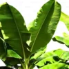 Buy Banana Plant-Dwarf /Musa (Banana Dwarf Cavendish) - Nursery Nisarga