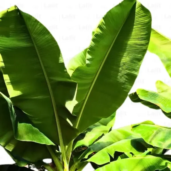 Buy Banana Plant-Dwarf /Musa (Banana Dwarf Cavendish) - Nursery Nisarga