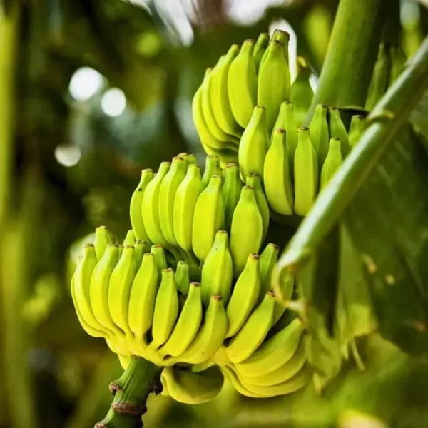 Buy Banana Plant-Dwarf /Musa (Banana Dwarf Cavendish) - Nursery Nisarga