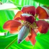 Buy Banana Plant-Dwarf /Musa (Banana Dwarf Cavendish) - Nursery Nisarga