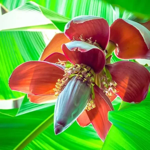 Buy Banana Plant-Dwarf /Musa (Banana Dwarf Cavendish) - Nursery Nisarga