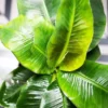 Buy Banana Plant-Dwarf /Musa (Banana Dwarf Cavendish) - Nursery Nisarga