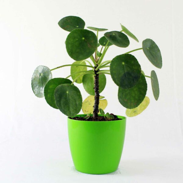 Buy Pancake plant, chinese money plant, Pilea peperomioides