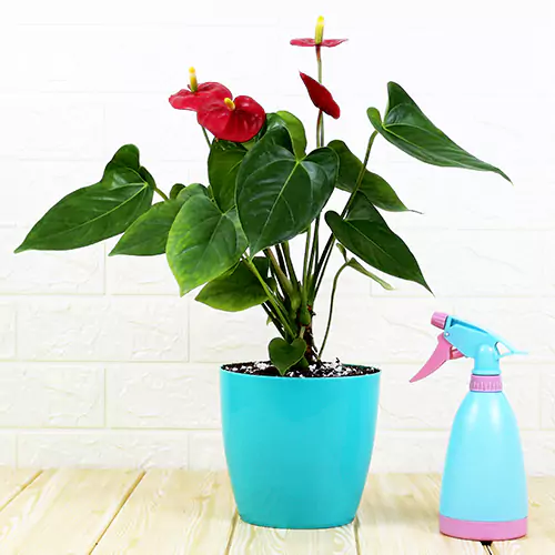 Buy Anthurium, Laceleaf plant - Best price online at Nursery Nisarga