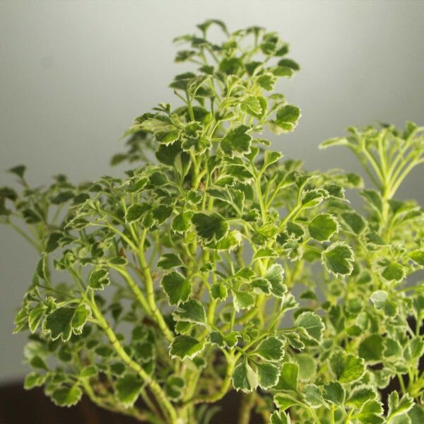 Buy Aralia plant, spikenard, golden online at Nursery Nisarga