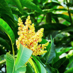 Buy Mango (Mallika) Plant - Nursery Nisarga