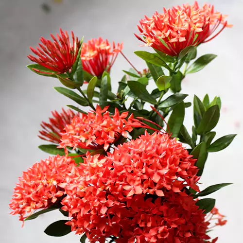 buy red mini ixora plant
