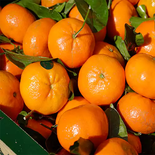 Buy orange plant, citrus fruit nursery nisarga