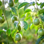 Buy Passion Fruit (Krishna Fal) Plant from Nursery Nisarga