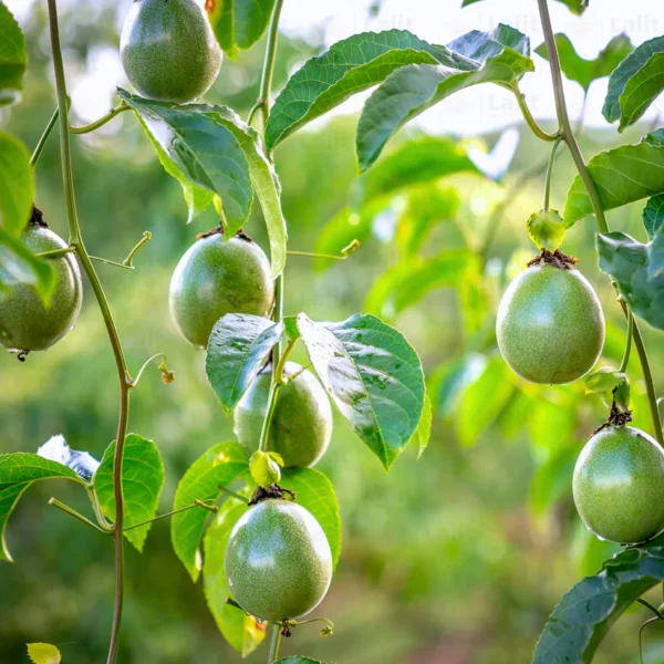 Buy Passion Fruit (Krishna Fal) Plant from Nursery Nisarga