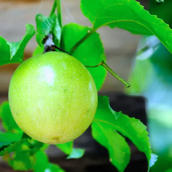 Buy Passion Fruit (Krishna Fal) Plant from Nursery Nisarga