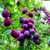 Plum Plant - Prunus Domestica, Aloo Bukhara from Nursery Nisarga