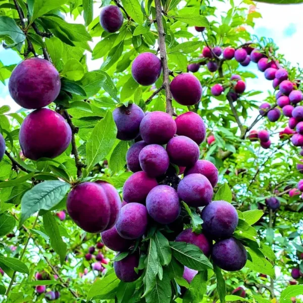 Plum Plant - Prunus Domestica, Aloo Bukhara from Nursery Nisarga