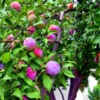 Plum Plant - Prunus Domestica, Aloo Bukhara from Nursery Nisarga