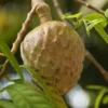 Buy Ramphal Wild Sweetsop Plant - Nursery Nisarga