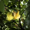 buy star fruit, Kamrak, Carambola plant nursery nisarga