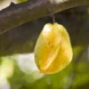 buy star fruit, Kamrak, Carambola plant nursery nisarga