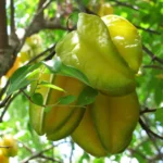 buy star fruit, Kamrak, Carambola plant nursery nisarga