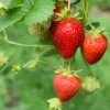 buy Strawberry Plant nursery nisarga