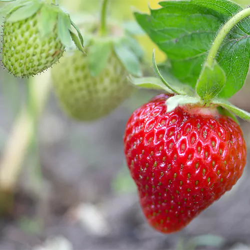 buy Strawberry Plant nursery nisarga