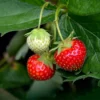 buy Strawberry Plant nursery nisarga