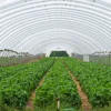 buy Strawberry Plant nursery nisarga