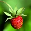 buy Strawberry Plant nursery nisarga