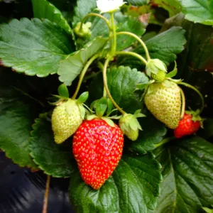 buy Strawberry Plant nursery nisarga