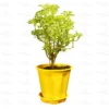 Buy Variegated Ming Aralia plant - Nursery Nisarga