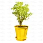 Buy Variegated Ming Aralia plant - Nursery Nisarga