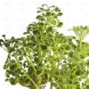 Buy Variegated Ming Aralia plant - Nursery Nisarga