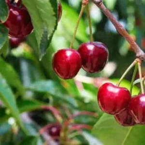 Buy Barbados Cherry Plant - Nursery Nisarga