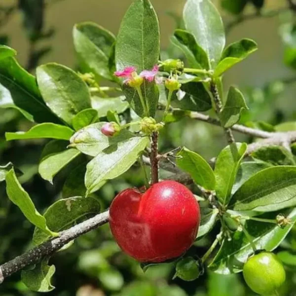 Barbados Cherry Fruit - Plant