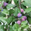 Aloo Bukhara Fruit Plant