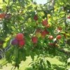 Prunus Domestica Fruit Plant